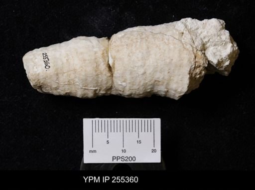 Preverticillites columnella