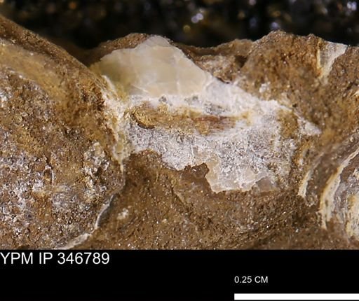 undet. Mollusca