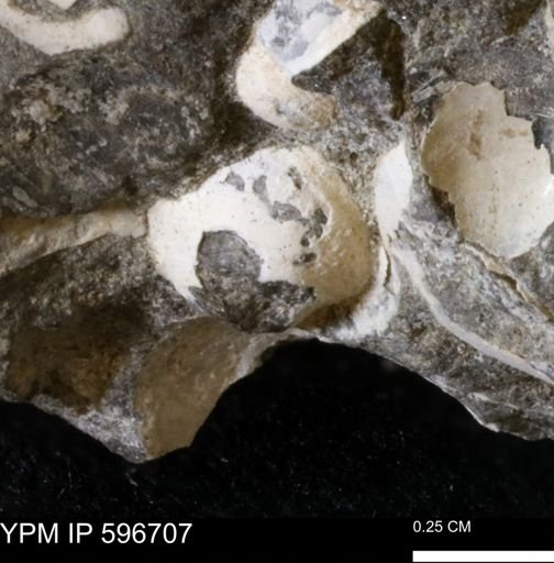 Protocardia sp.