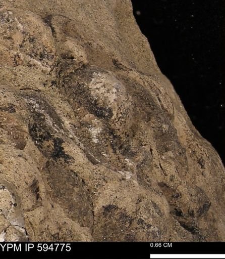 Protocardia sp.