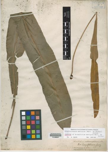 Elaphoglossum ambiguum