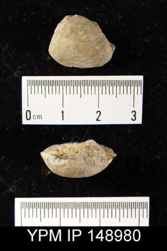 Linoproductus sp.