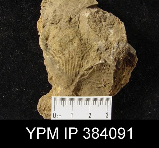 Rensselaeria ovoides