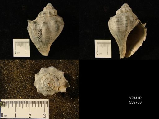 Melongena corona