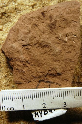 Cercidiphyllum arcticum