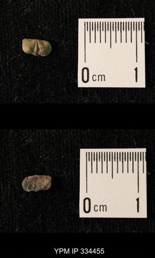 Mesolobus lioderma