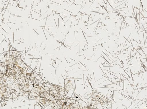 Clathria (Microciona) sp.