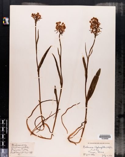 Habenaria
