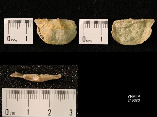Chonetes granulifer