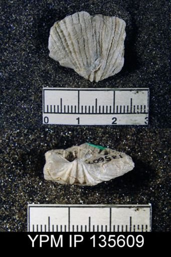 Spirifer sp.