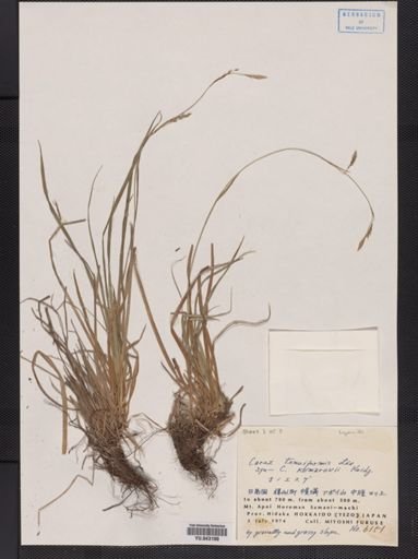 Carex