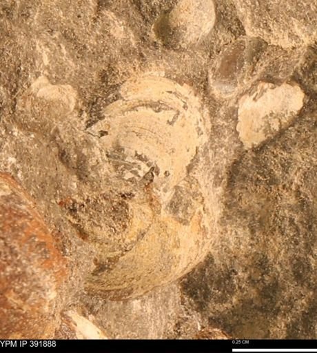 Protocardia sp.