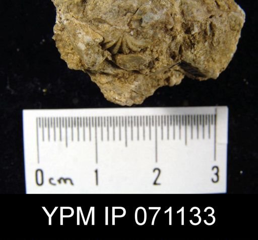 Delthyris saffordi