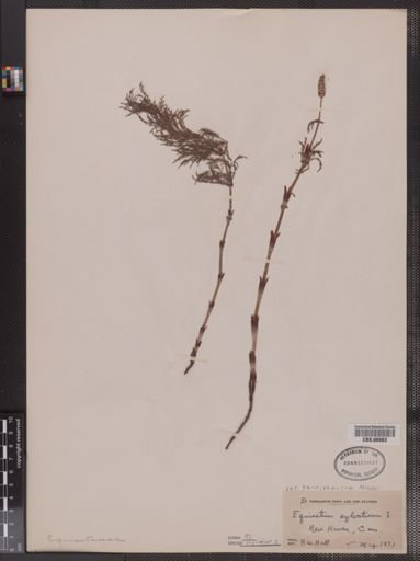 Equisetum sylvaticum