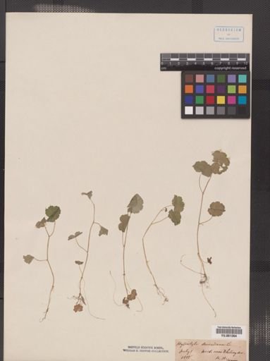 Hydrocotyle americana