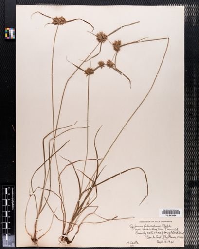 Cyperus filiculmis