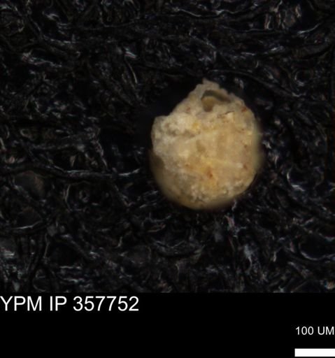 undet. Foraminiferida