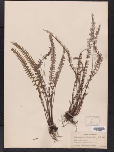Notholaena