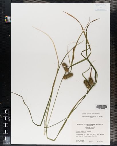 Plantae