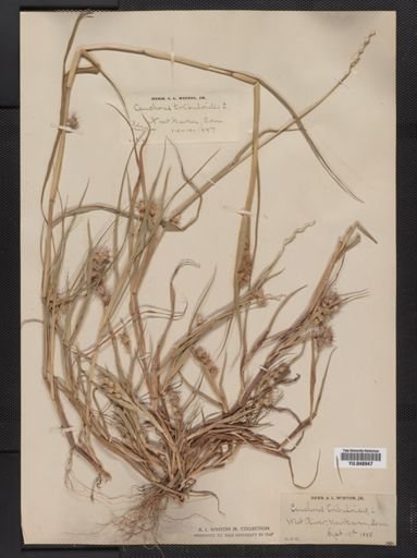 Cenchrus tribuloides