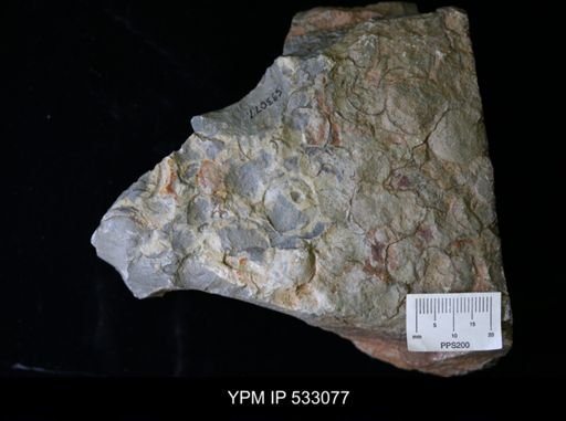 undet. Brachiopoda