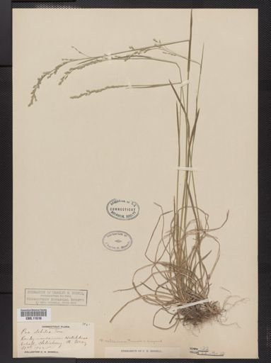 Poa saltuensis
