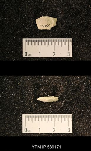 Sowerbyella sp.