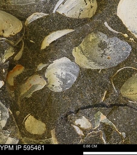 Protocardia sp.