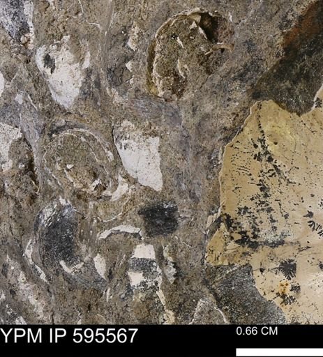 Protocardia sp.