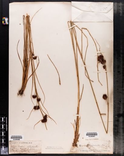 Rhynchospora cephalantha