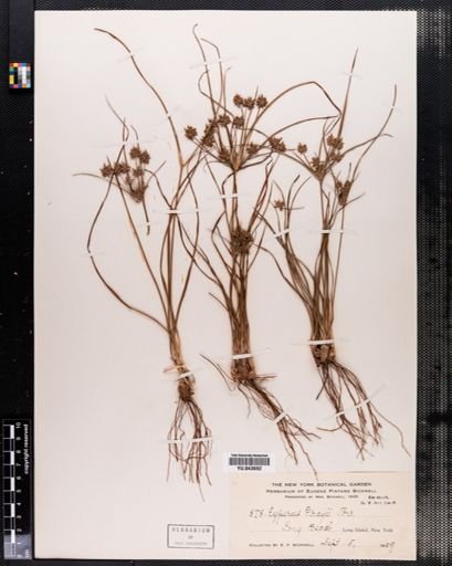 Cyperus grayii