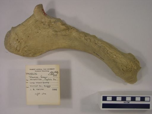 Teleoceras fossiger
