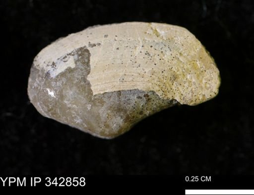 Nuculana sp.