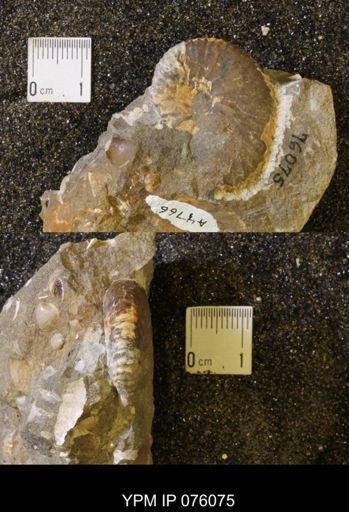 Hoploscaphites birkelundi