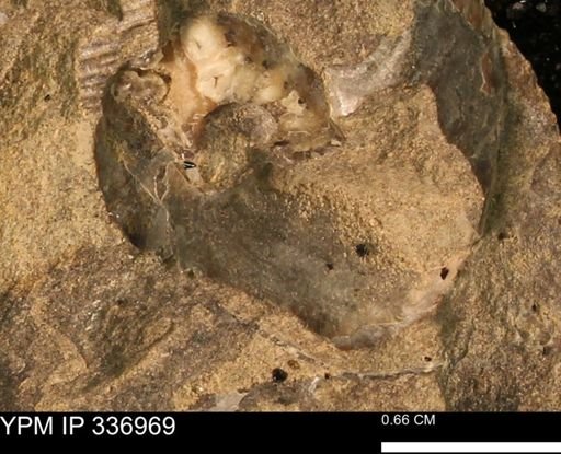 Scaphitidae?
