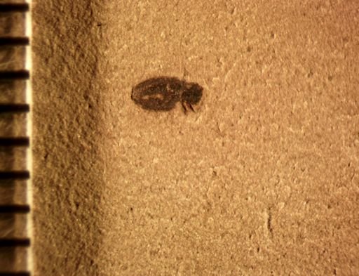 undet. Curculionidae