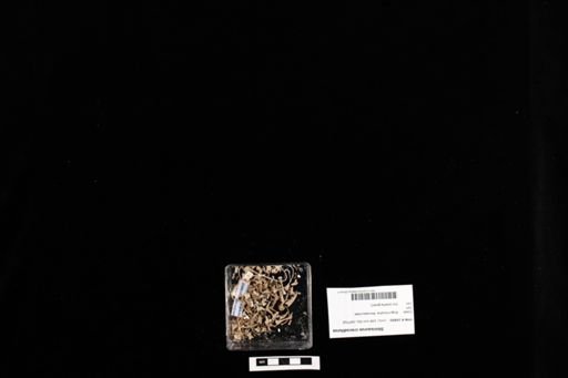 Shinisaurus crocodilurus