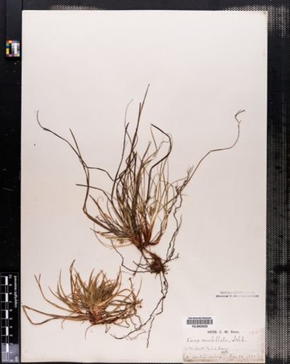 Carex vaginata