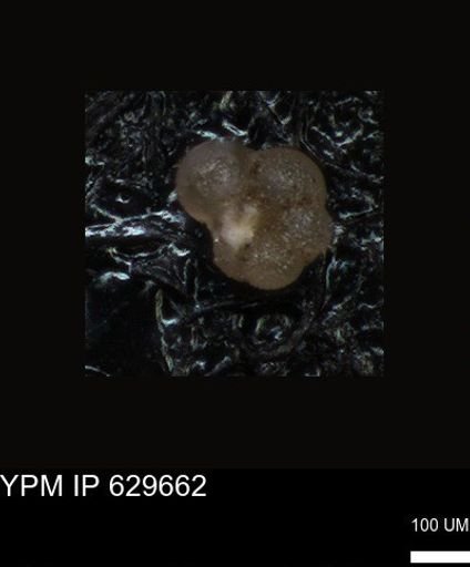undet. Foraminiferida