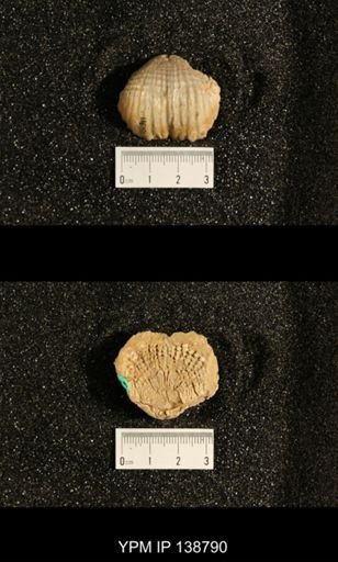 Productus (Dictyoclostus) subcostatus