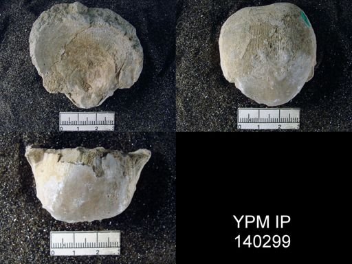 Productus (Linoproductus) lineatus