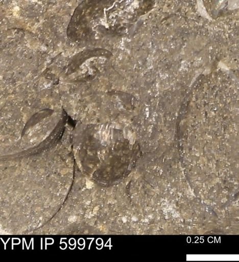 Protocardia subquadrata
