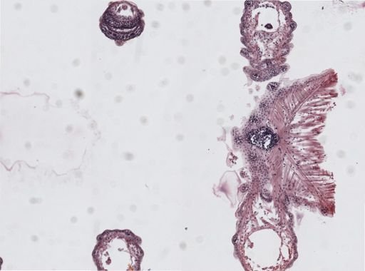 Peripatopsis capensis