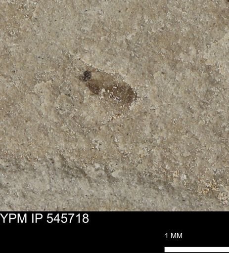 undet. Insecta