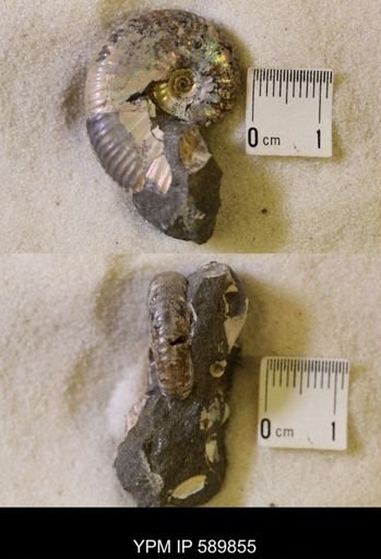 Hoploscaphites comprimus