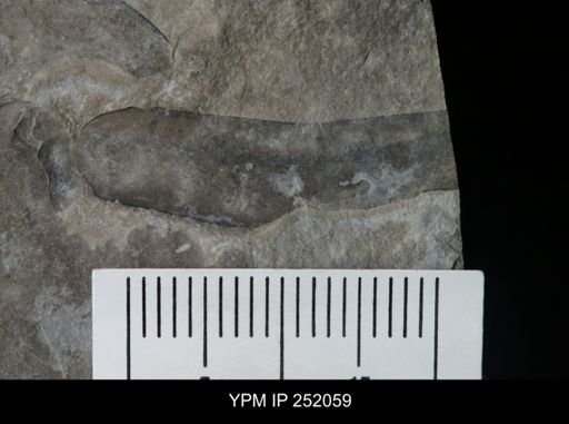 Eurypterus sp.