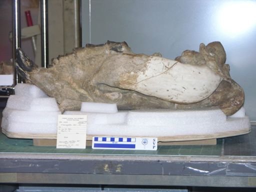 Metamynodon rex