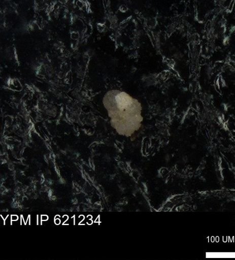 undet. Foraminiferida