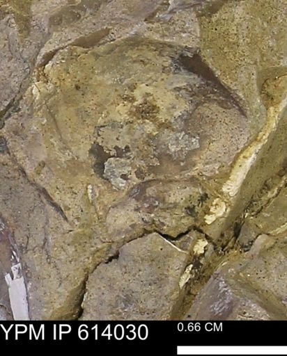 undet. Mollusca