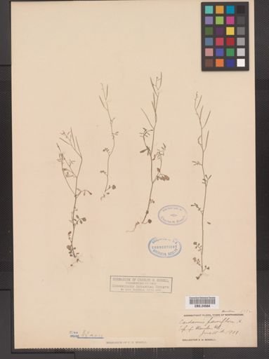 Cardamine parviflora